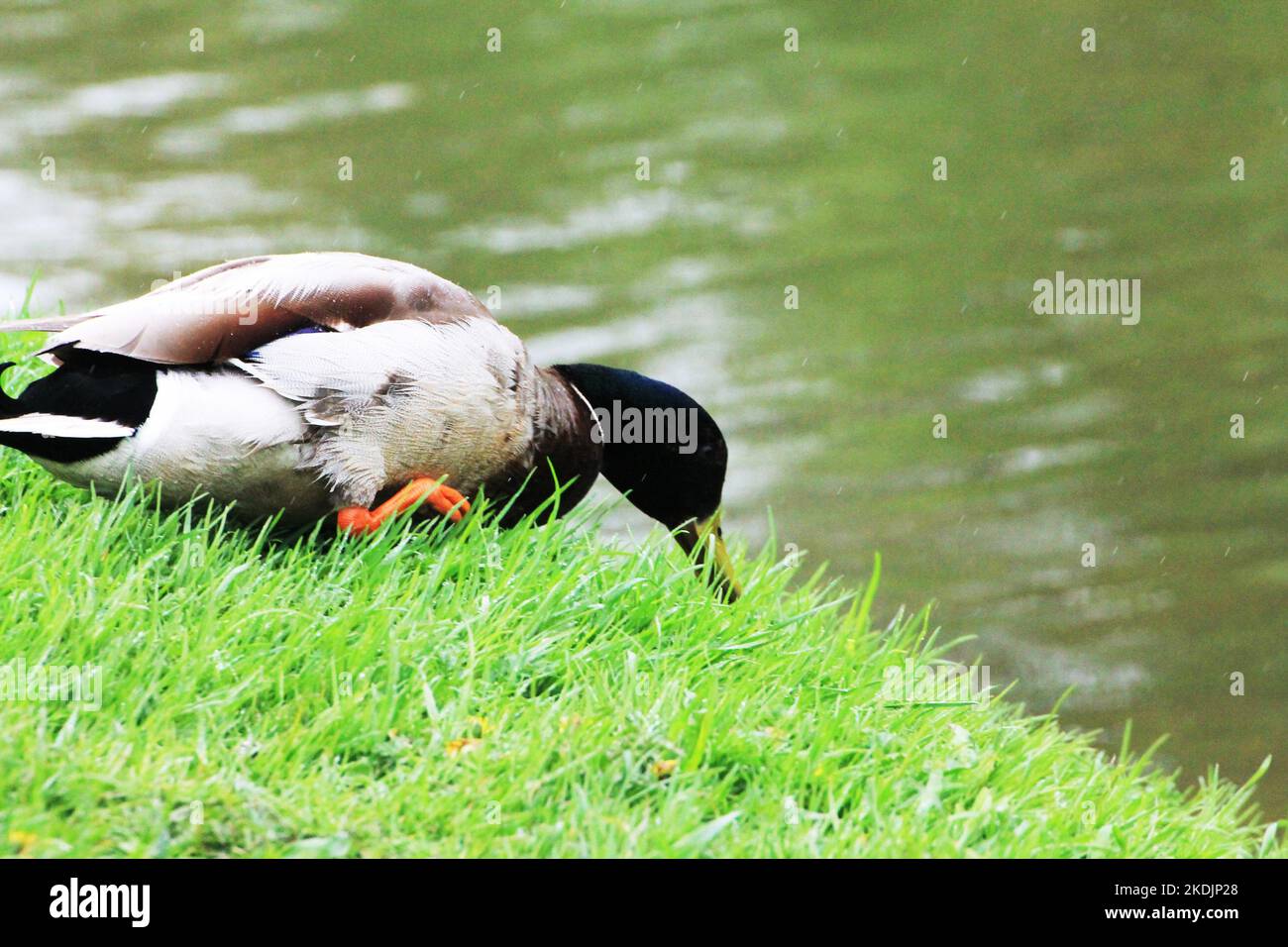 Ein Entenmännchen stank im Regen Gras am Ufer eines Flusses Stockfoto