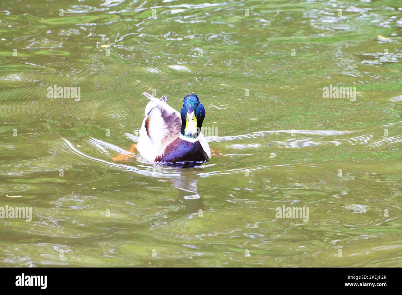 Ein Entenmännchen schwimmt, um seine Freunde zu besuchen Stockfoto