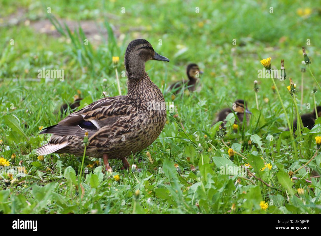 Entenfamilie Weibchen und Küken Brise durch das Gras Stockfoto