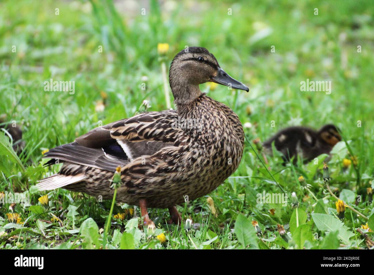 Entenfamilie Weibchen und Küken, die durch das Gras gehen Stockfoto