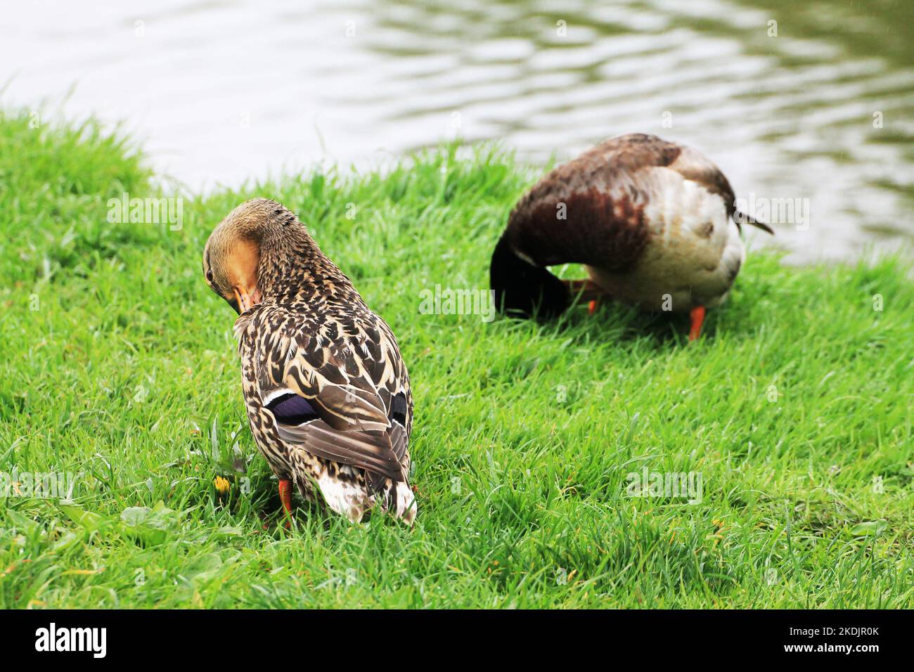Entenfamilie Männchen und Weibchen saubere Federn am Flussufer Stockfoto