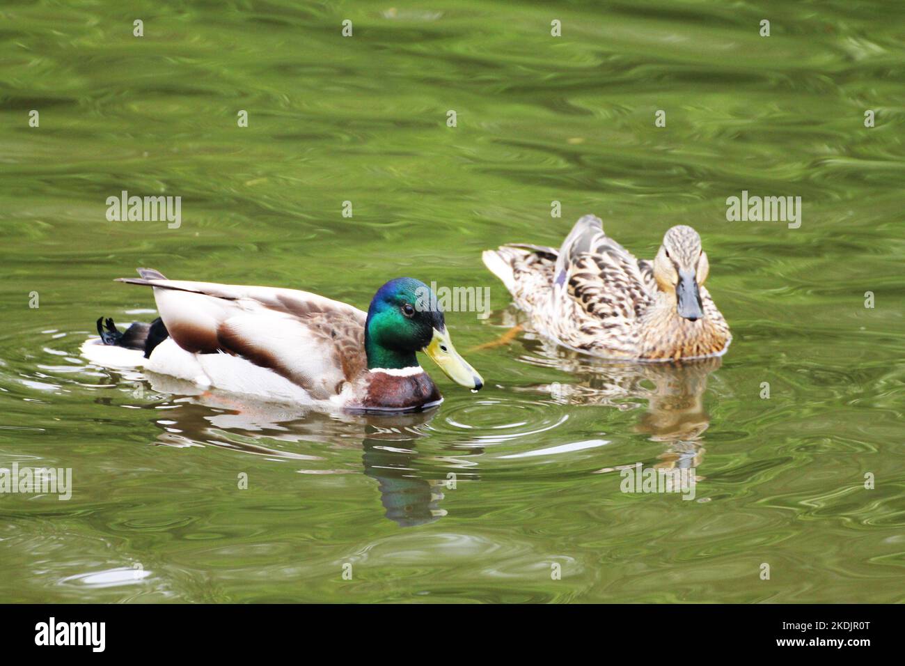 Entenfamilie Männchen und Weibchen schwimmen auf der Oberfläche des Sees Stockfoto