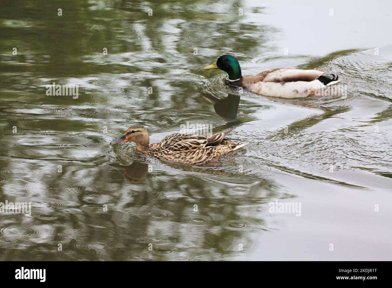 Entenfamilie Männchen und Weibchen schwimmen auf der Wasseroberfläche des Sees Stockfoto