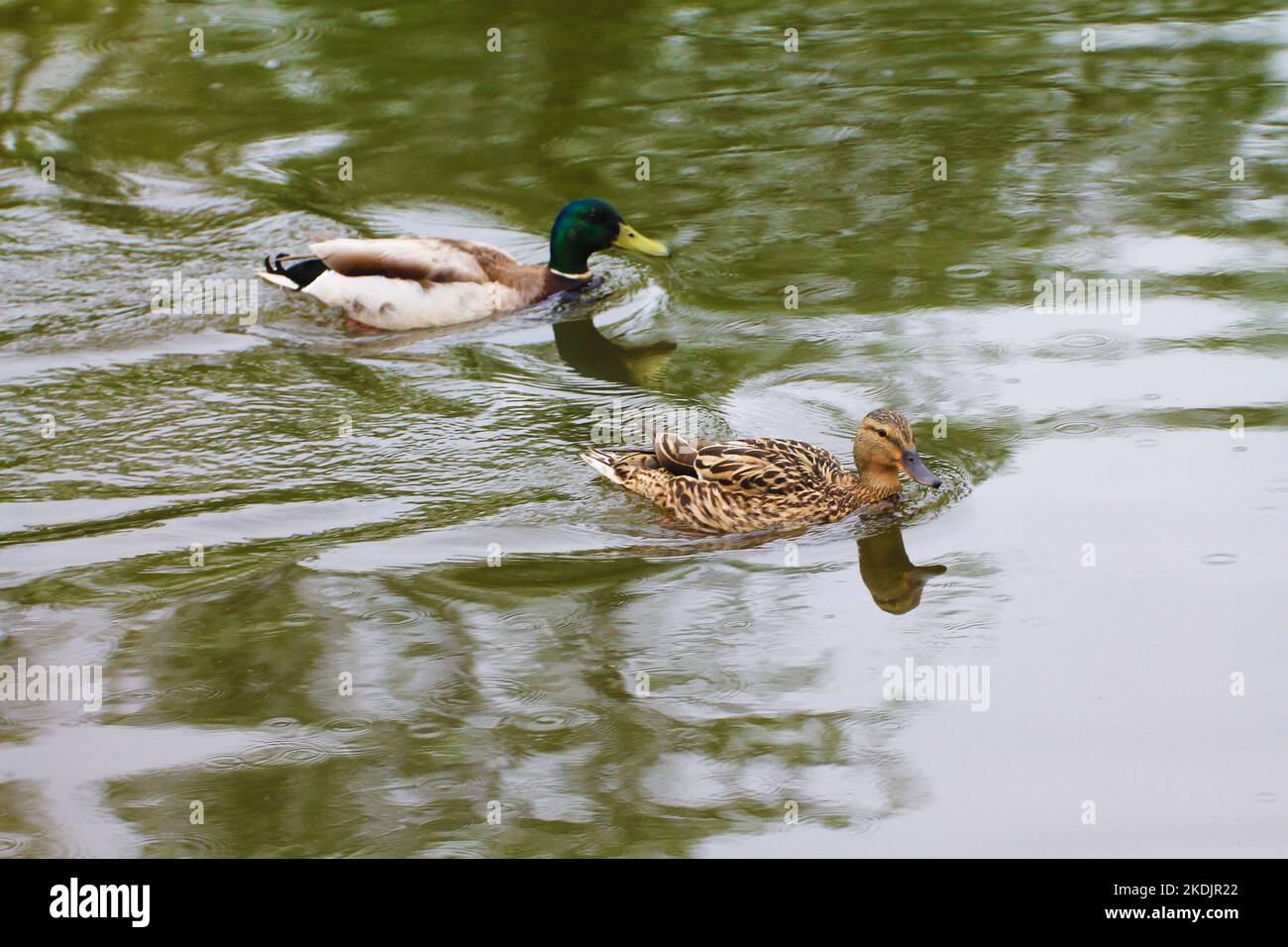 Entenfamilie Männchen und Weibchen gehen entlang der Wasseroberfläche des Flusses Stockfoto
