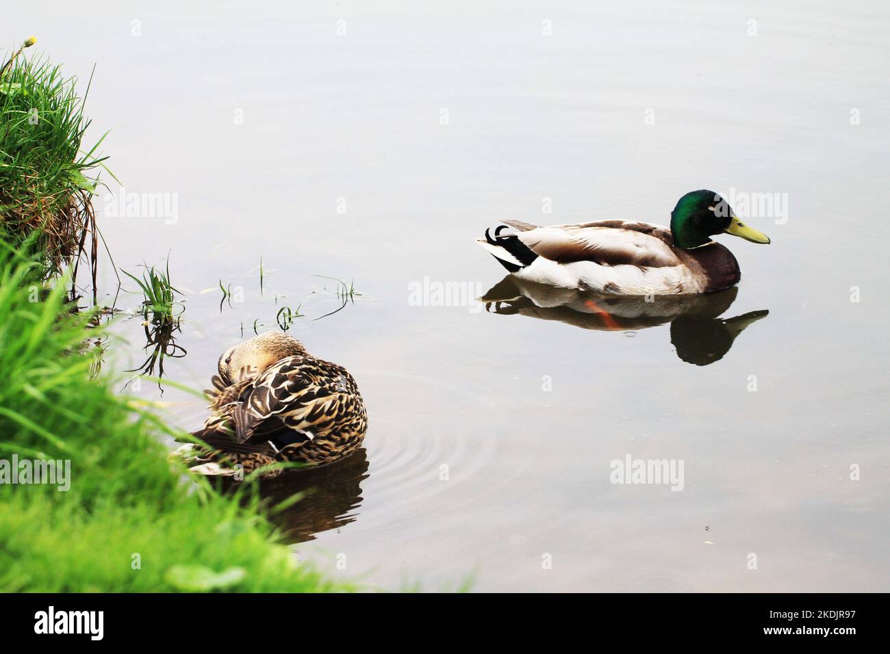 Familie von Enten, die sich während des Frühlingsregens am Ufer des Flusses ausruhen Stockfoto