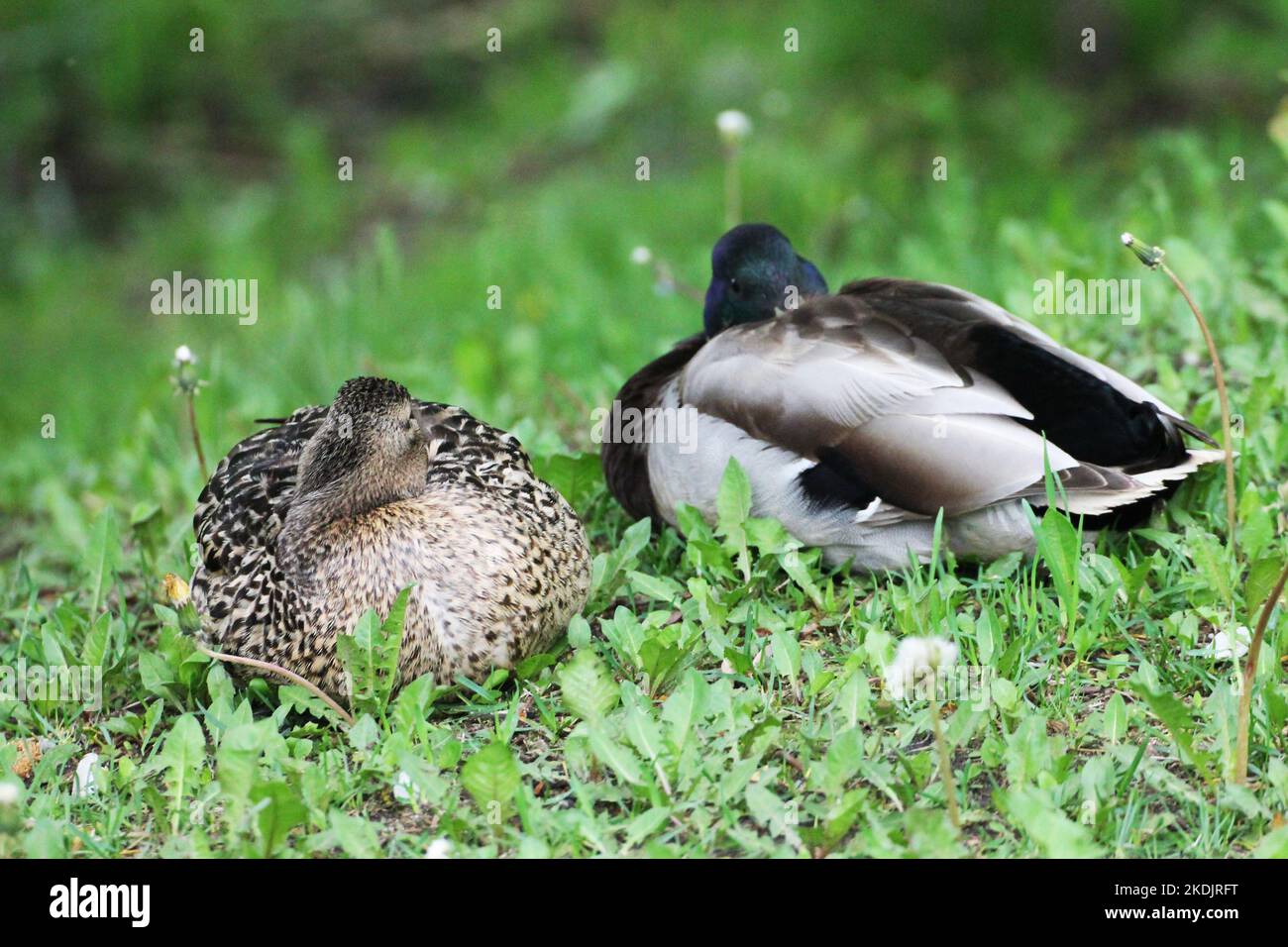 Die Entenfamilie Männchen und Weibchen schlafen auf der Wiese Stockfoto