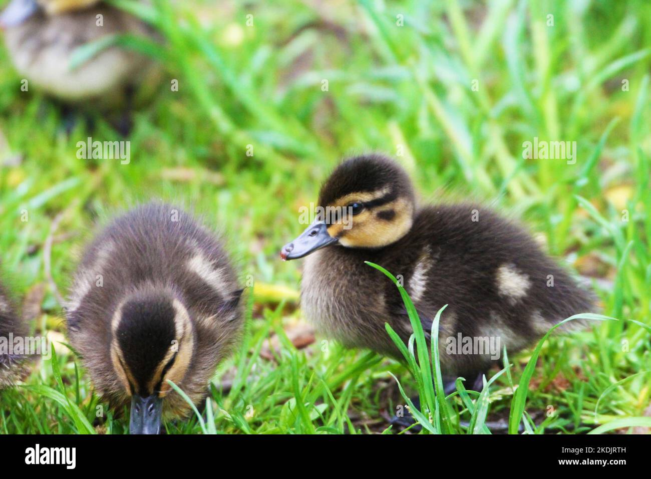 Zwei kleine Enten knabbern Gras mit Morgentau Stockfoto