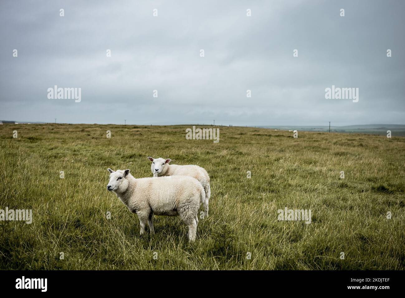 Zwei Schafe auf den Orkneys-Inseln Stockfoto