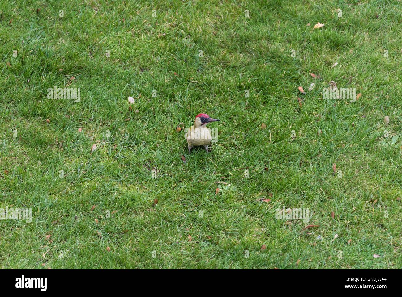 Grüner Specht (Picus viridis) auf einer Gartenrasen Stockfoto