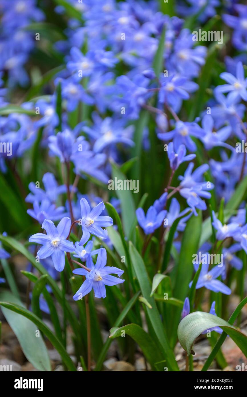 Scilla luciliae, Speta, Lucile's Glory of the Snow, Chionodoxa luciliae Boiss. Sternenklare, weiß zentrierte, leuchtend blaue Blüten Stockfoto