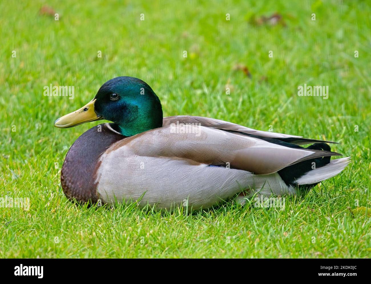Mallard Ente sitzt auf Gras Rasen Stockfoto