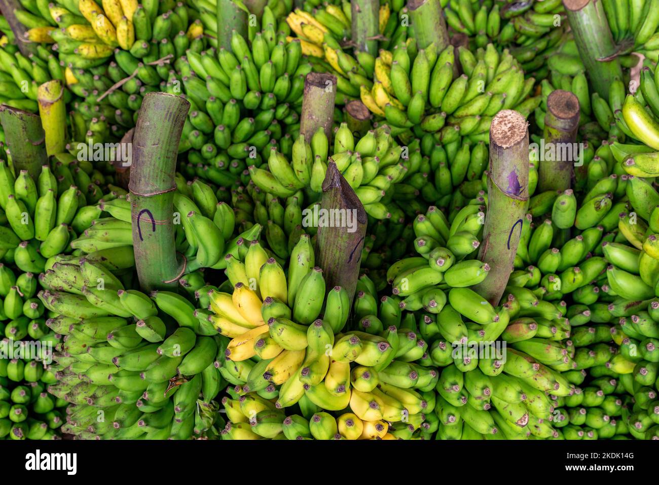 Grüne Bananen zum Verkauf auf dem großen Lebensmittelmarkt in Dambulla, Sri Lanka. Stockfoto