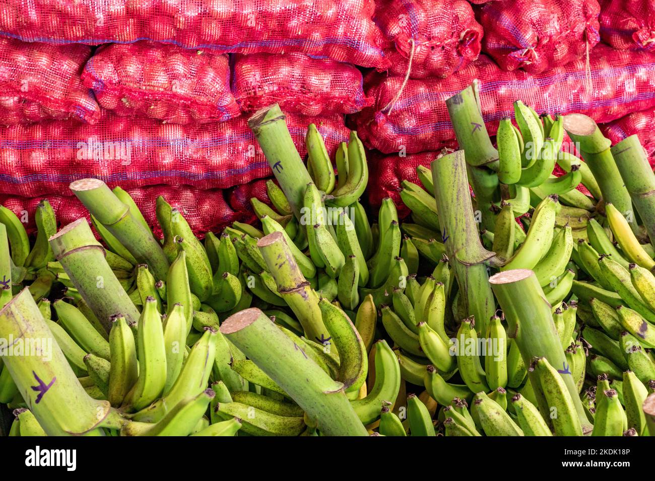Grüne Bananen zum Verkauf auf dem großen Lebensmittelmarkt in Dambulla, Sri Lanka. Stockfoto