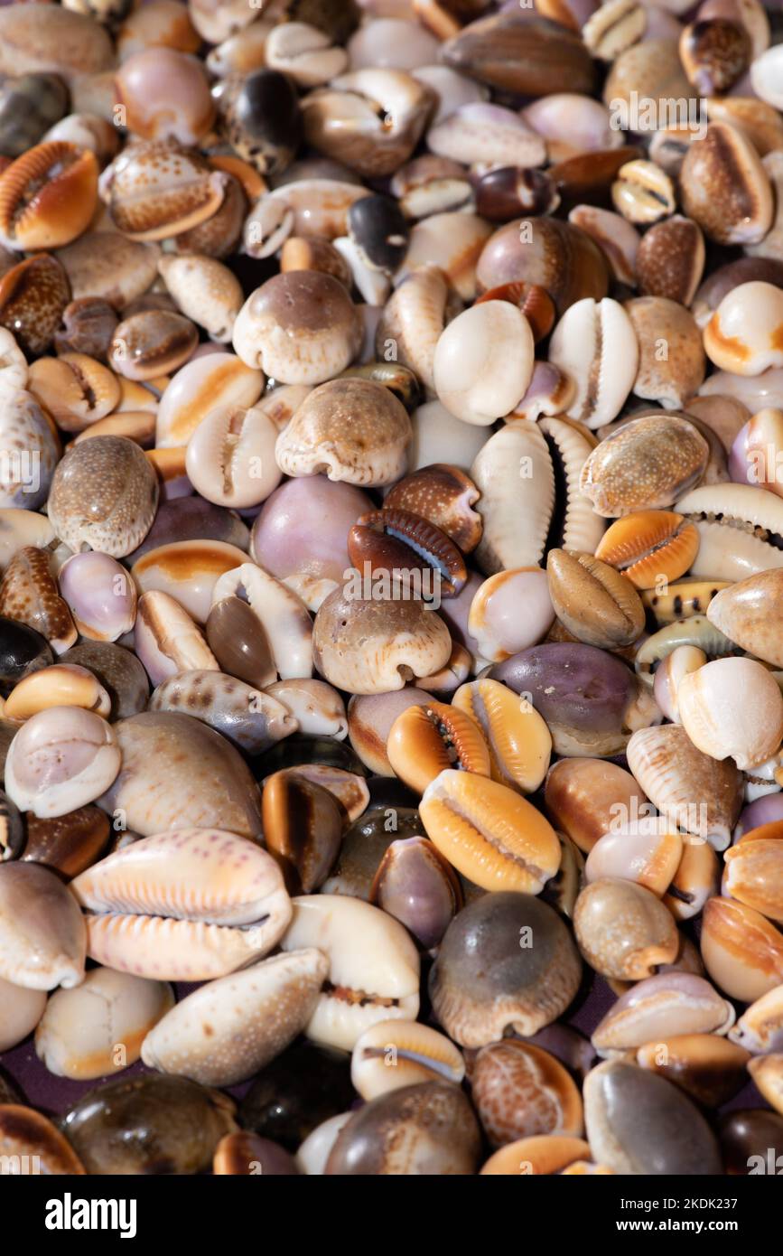 Kauriemuscheln (Cypraea), die am Strand gesammelt werden, bilden ein farbenfrohes Display und eine attraktive Tapete Stockfoto