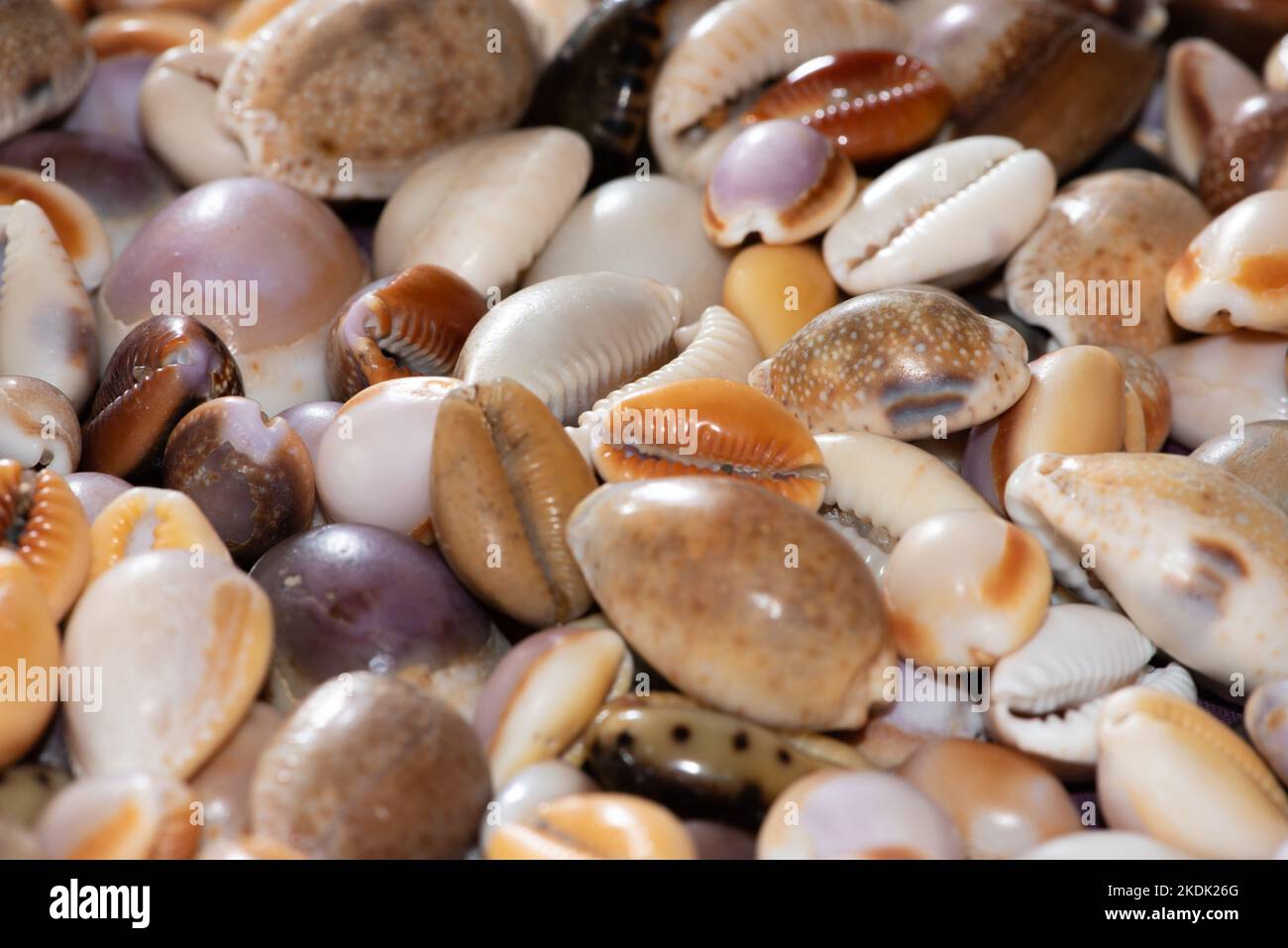 Kauriemuscheln (Cypraea), die am Strand gesammelt werden, bilden ein farbenfrohes Display und eine attraktive Tapete Stockfoto