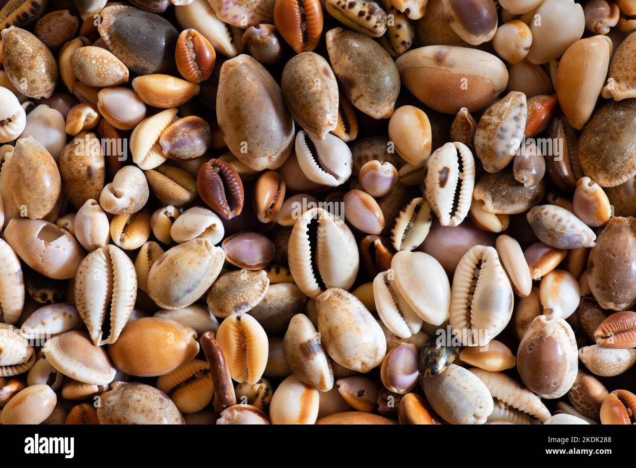 Kauriemuscheln (Cypraea), die am Strand gesammelt werden, bilden ein farbenfrohes Display und eine attraktive Tapete Stockfoto