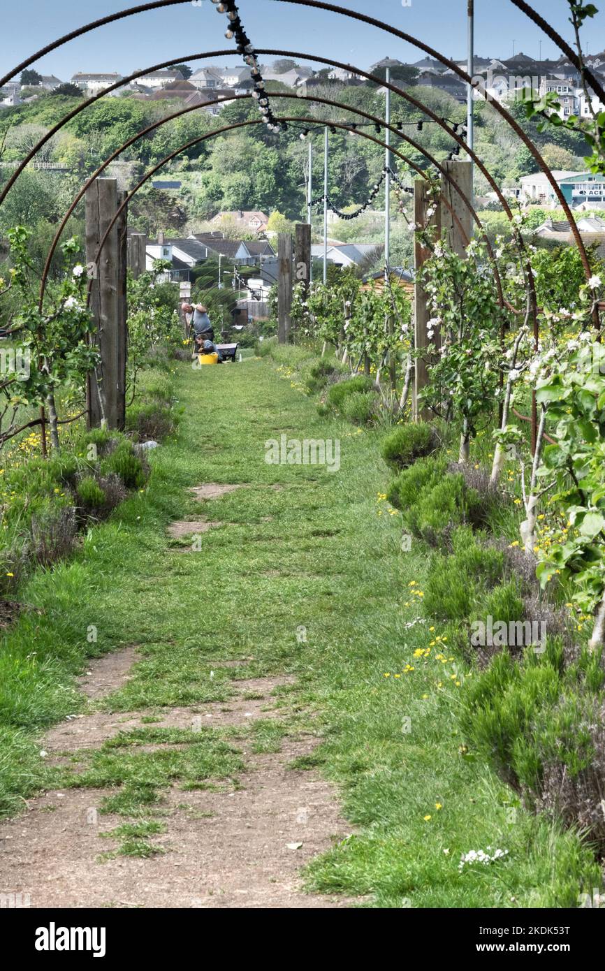 The Espalier Structure in Newquay Orchard eine Gemeinschaftsinitiative in Newquay in Cornwall im Vereinigten Königreich. Stockfoto