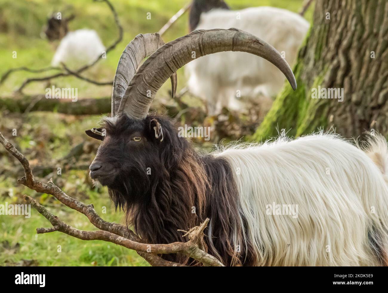 A Bagot Goat billy, Levens Deer Park, Kendal, Cumbria, Großbritannien Stockfoto