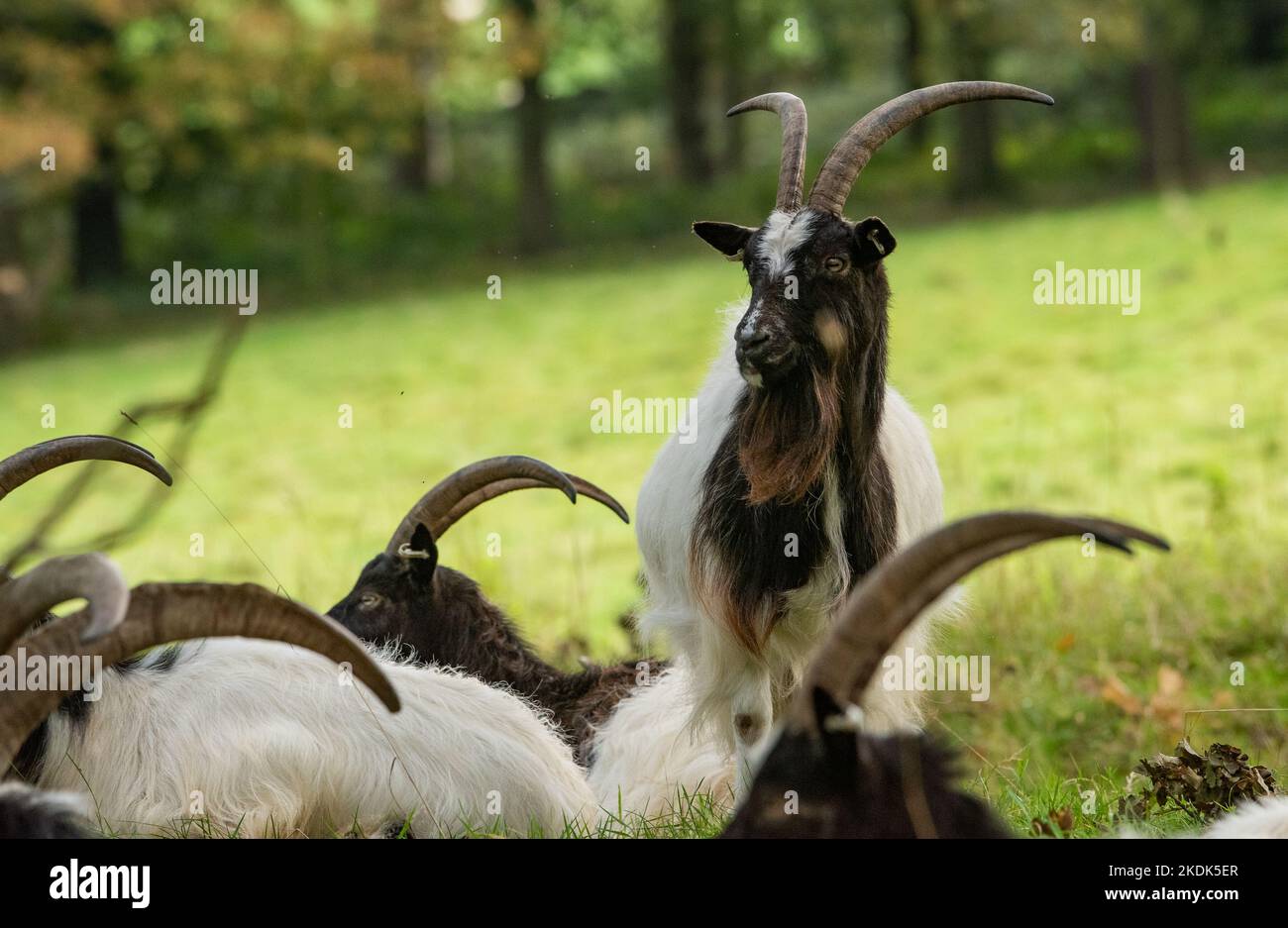 A Bagot Goat billy, Levens Deer Park, Kendal, Cumbria, Großbritannien Stockfoto