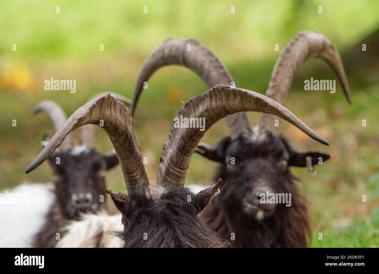 Bagot Goats, Levens Deer Park, Kendal, Cumbria, Großbritannien Stockfoto