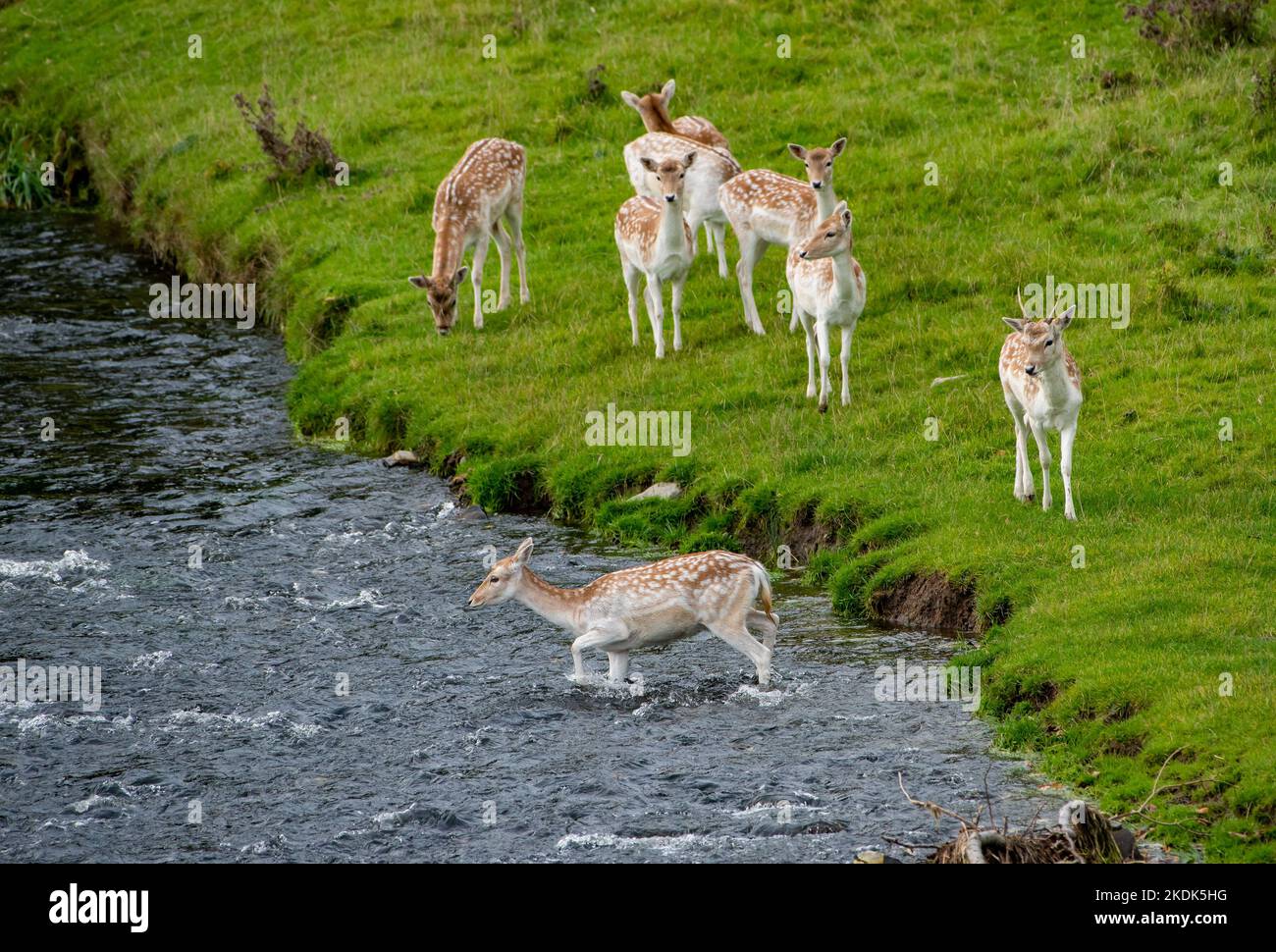 Damwild, der den Fluss Bela, Milnthorpe, Cumbria überquert. VEREINIGTES KÖNIGREICH Stockfoto