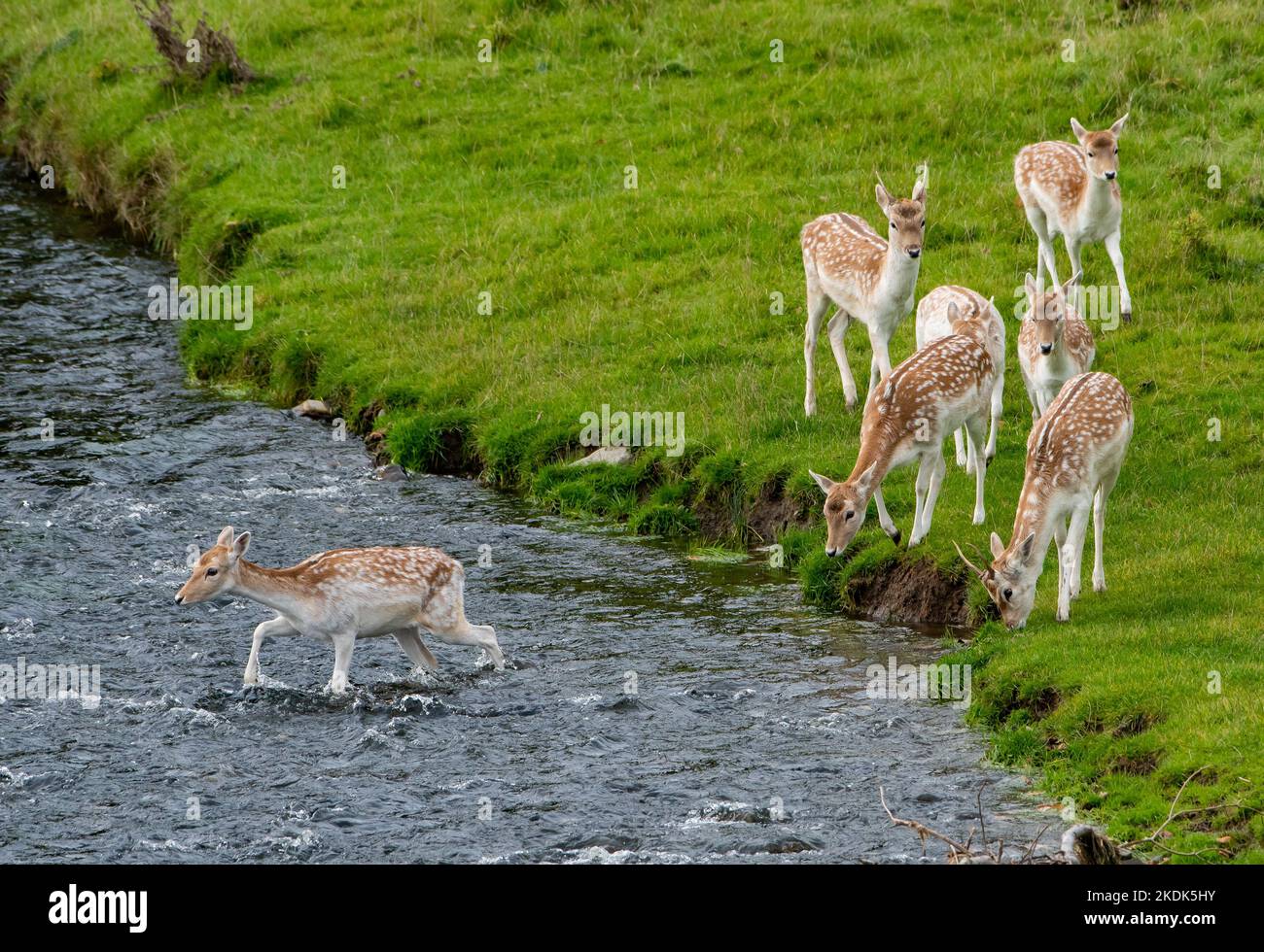 Damwild, der den Fluss Bela, Milnthorpe, Cumbria überquert. VEREINIGTES KÖNIGREICH Stockfoto