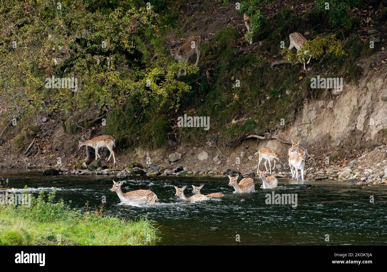 Damwild, der den Fluss Bela, Milnthorpe, Cumbria überquert. VEREINIGTES KÖNIGREICH Stockfoto