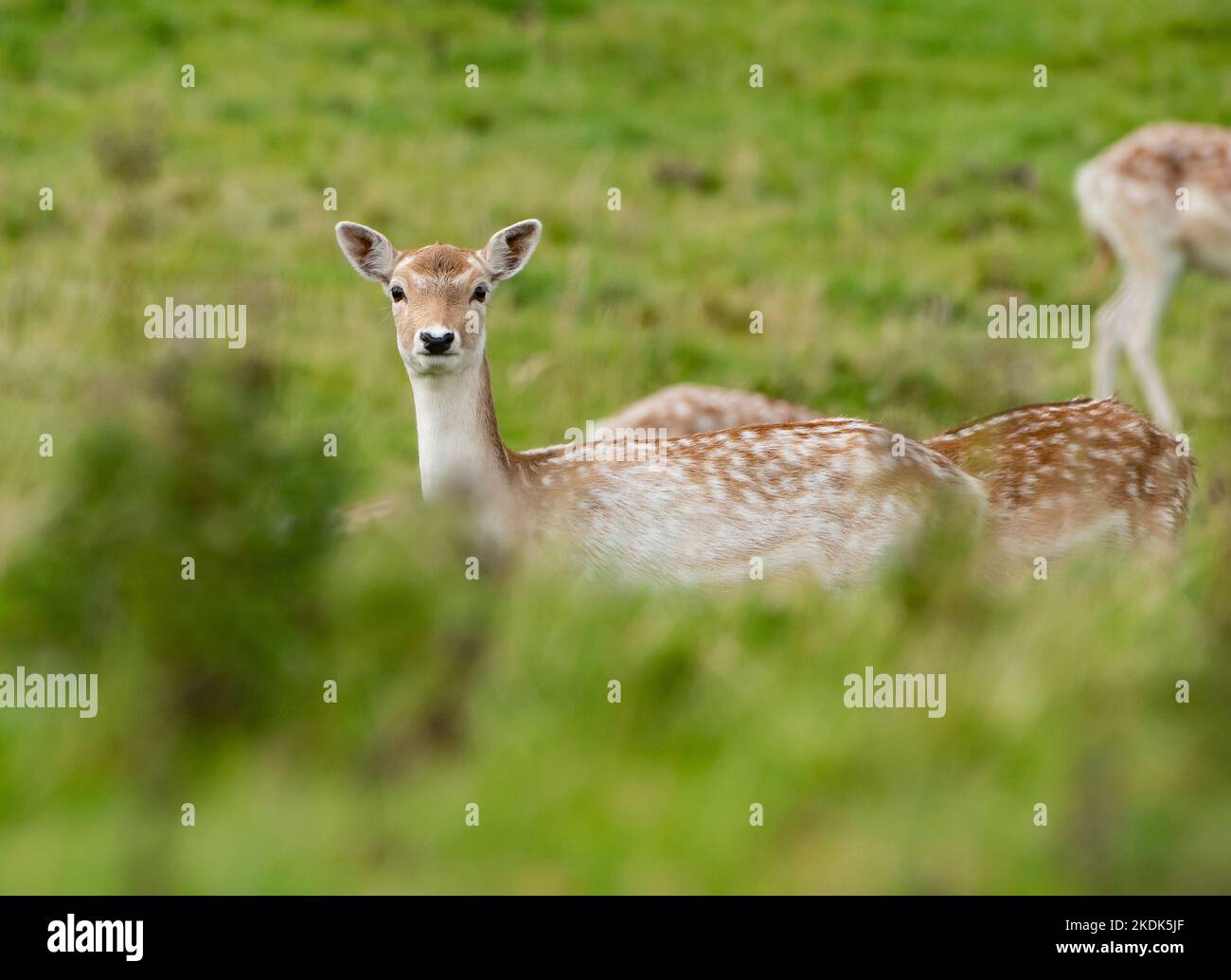 Damhirsch, Milnthorpe, Cumbria. VEREINIGTES KÖNIGREICH Stockfoto