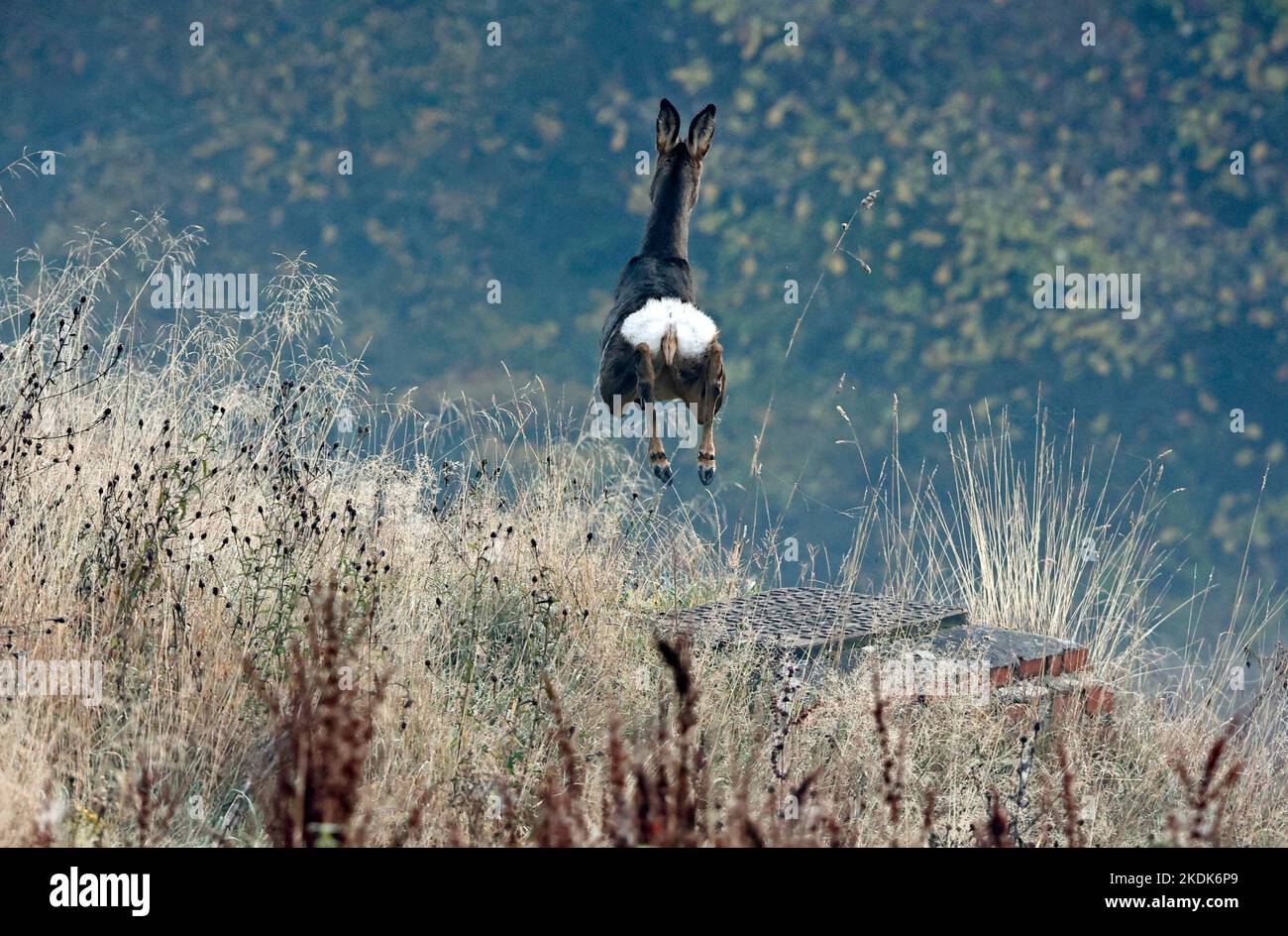 Weibliche Rehe auf der Wiese Stockfoto