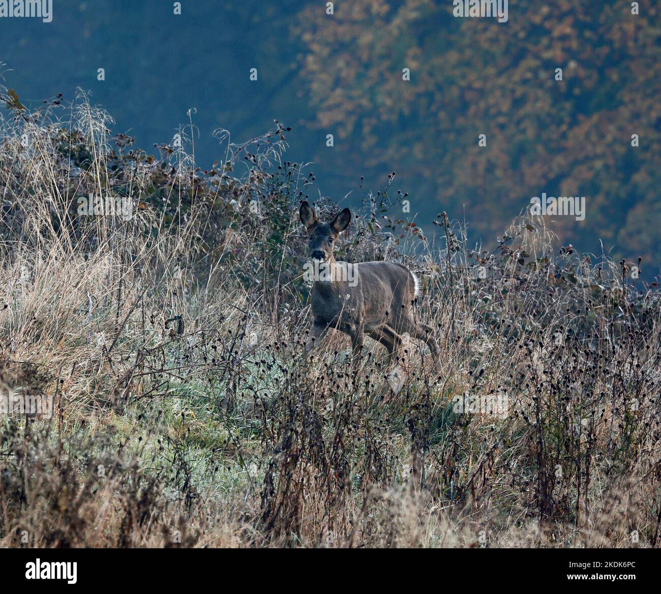 Weibliche Rehe auf der Wiese Stockfoto