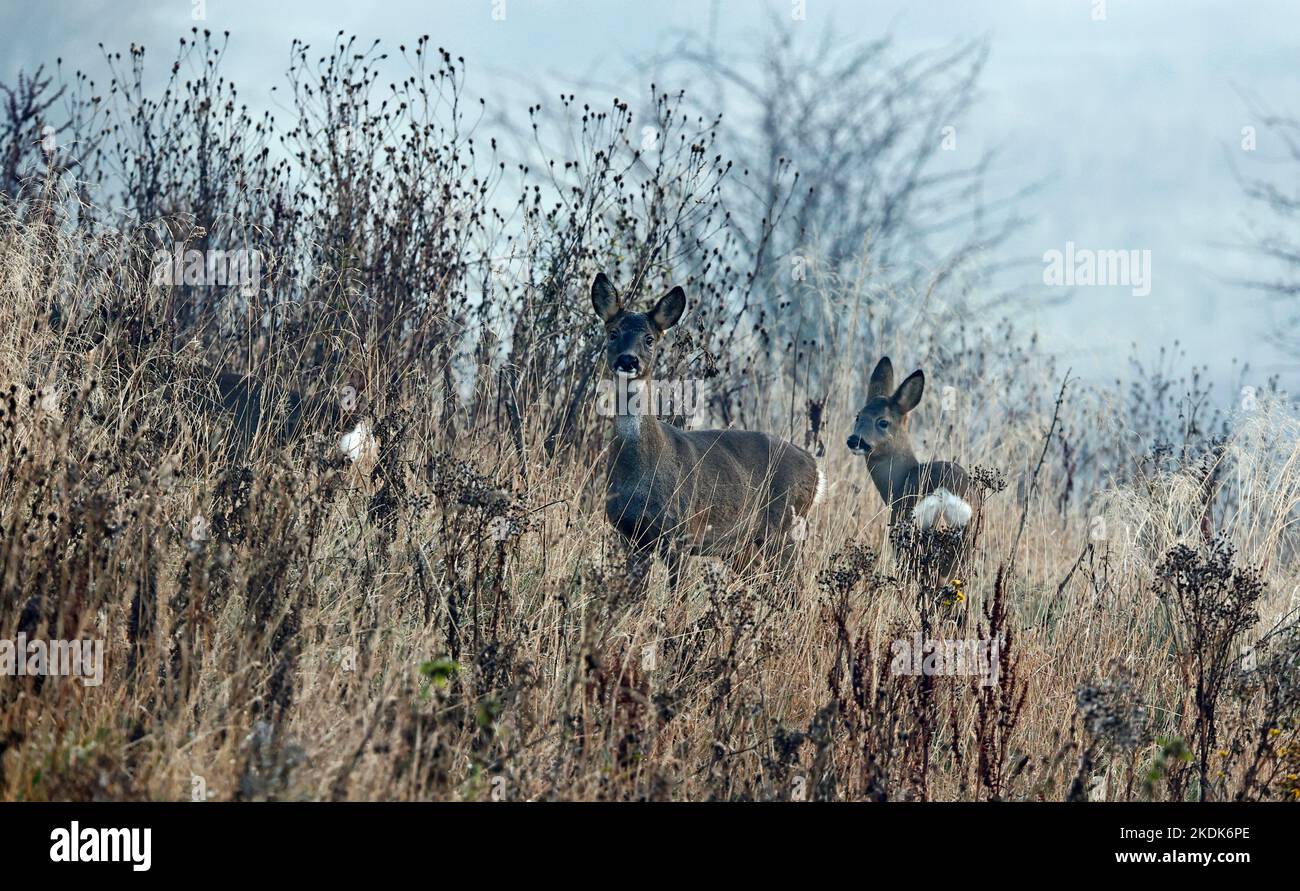 Weibliche Rehe auf der Wiese Stockfoto