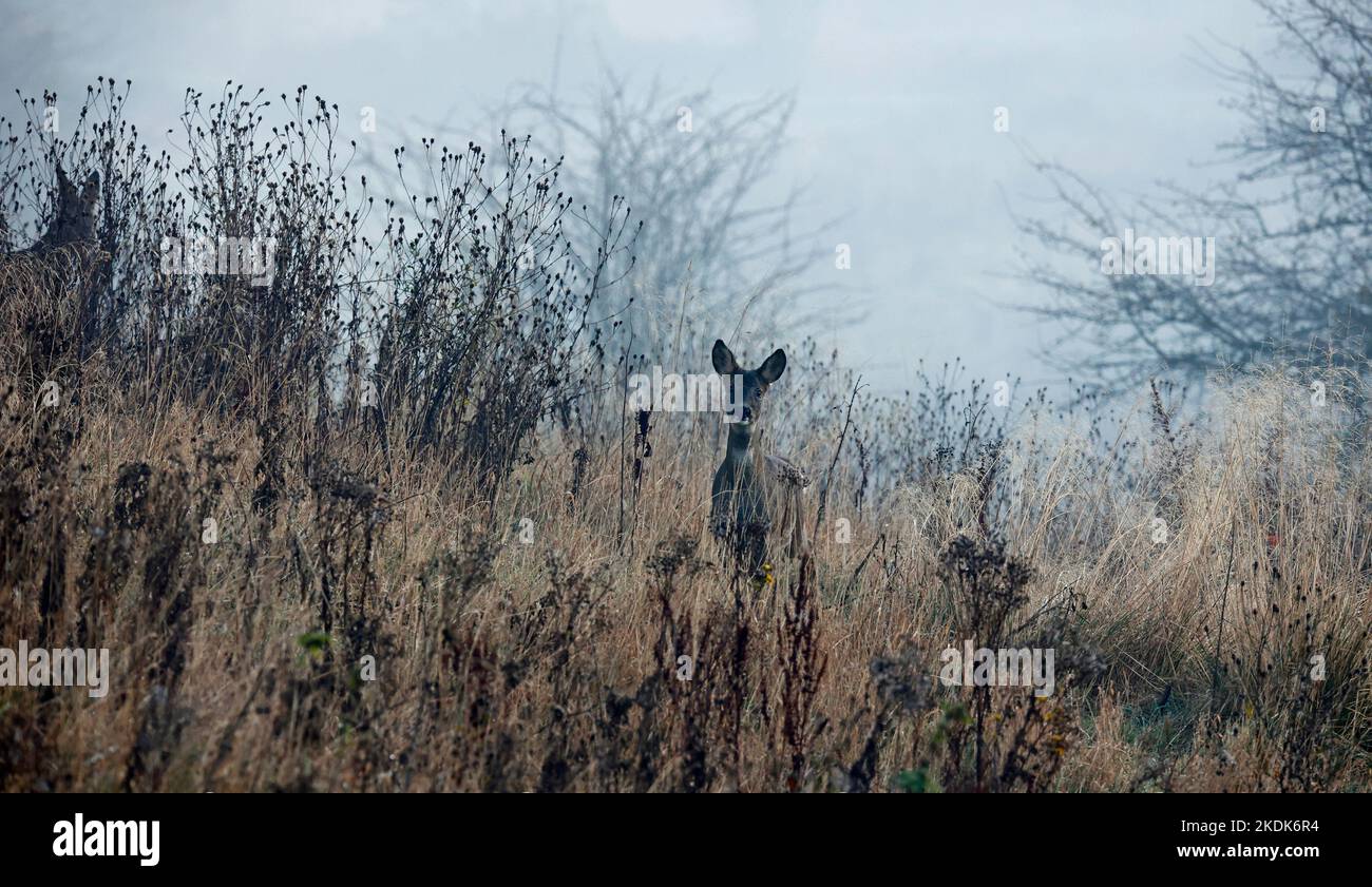 Weibliche Rehe auf der Wiese Stockfoto