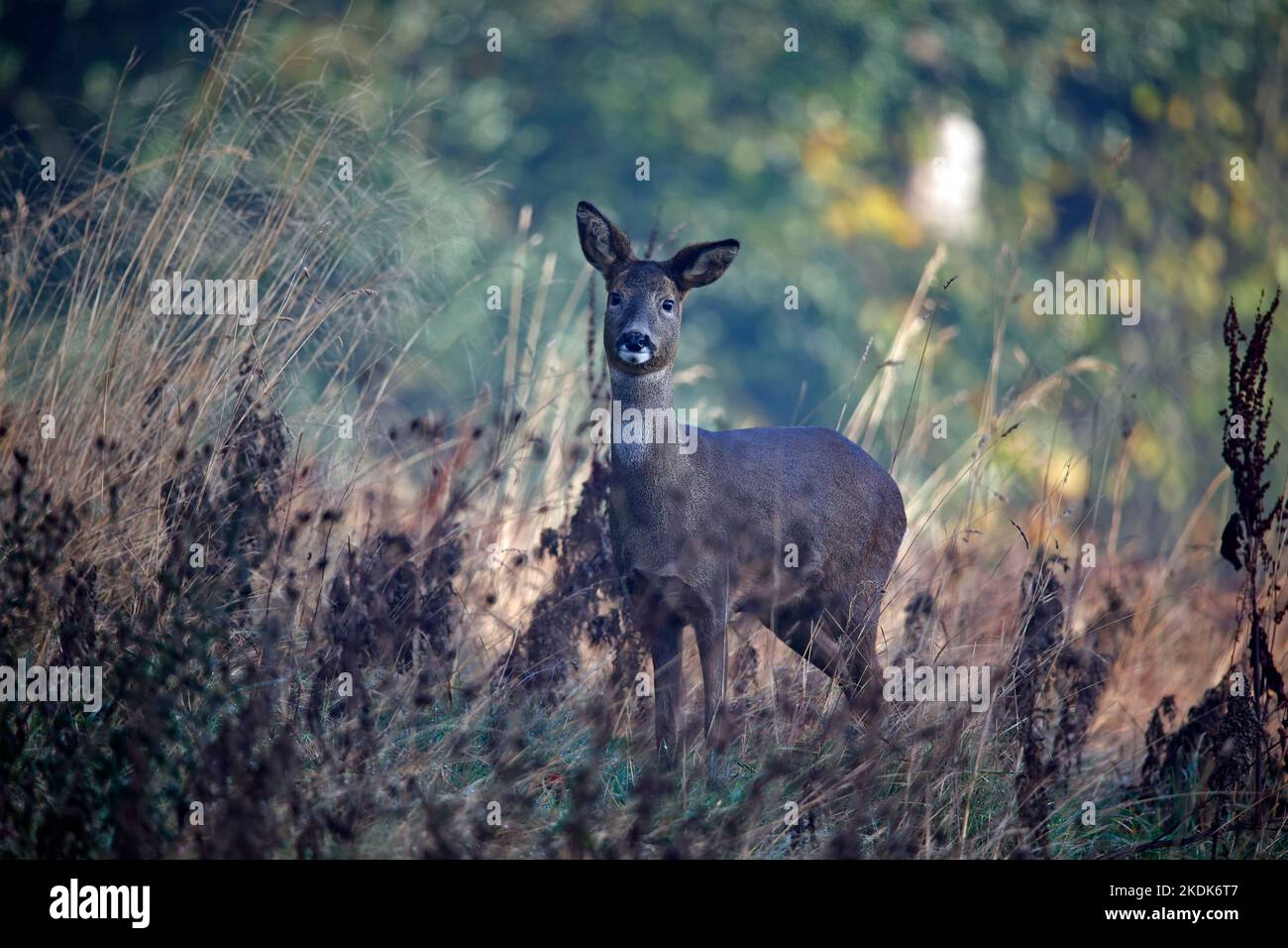 Weibliche Rehe auf der Wiese Stockfoto