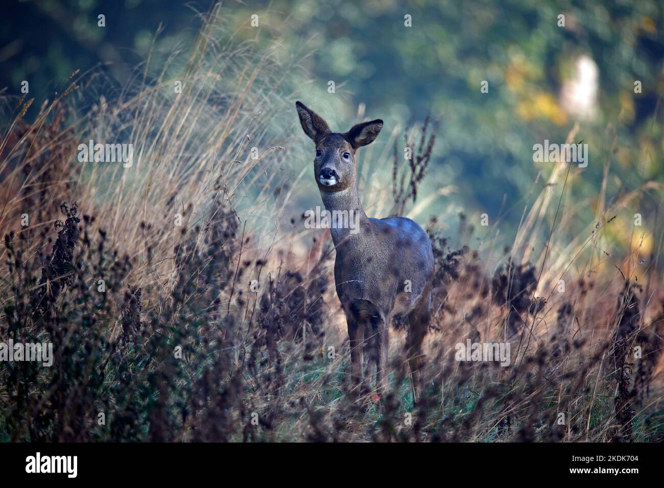 Weibliche Rehe auf der Wiese Stockfoto