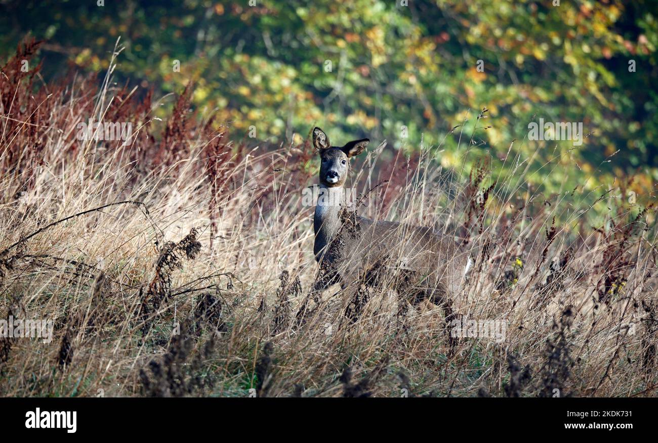 Weibliche Rehe auf der Wiese Stockfoto
