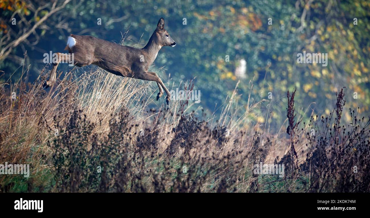 Weibliche Rehe auf der Wiese Stockfoto