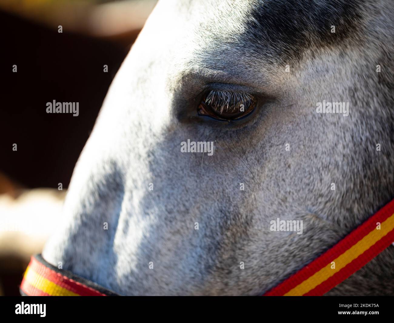 Gezapftes graues Pferd Porträt schließen Stockfoto