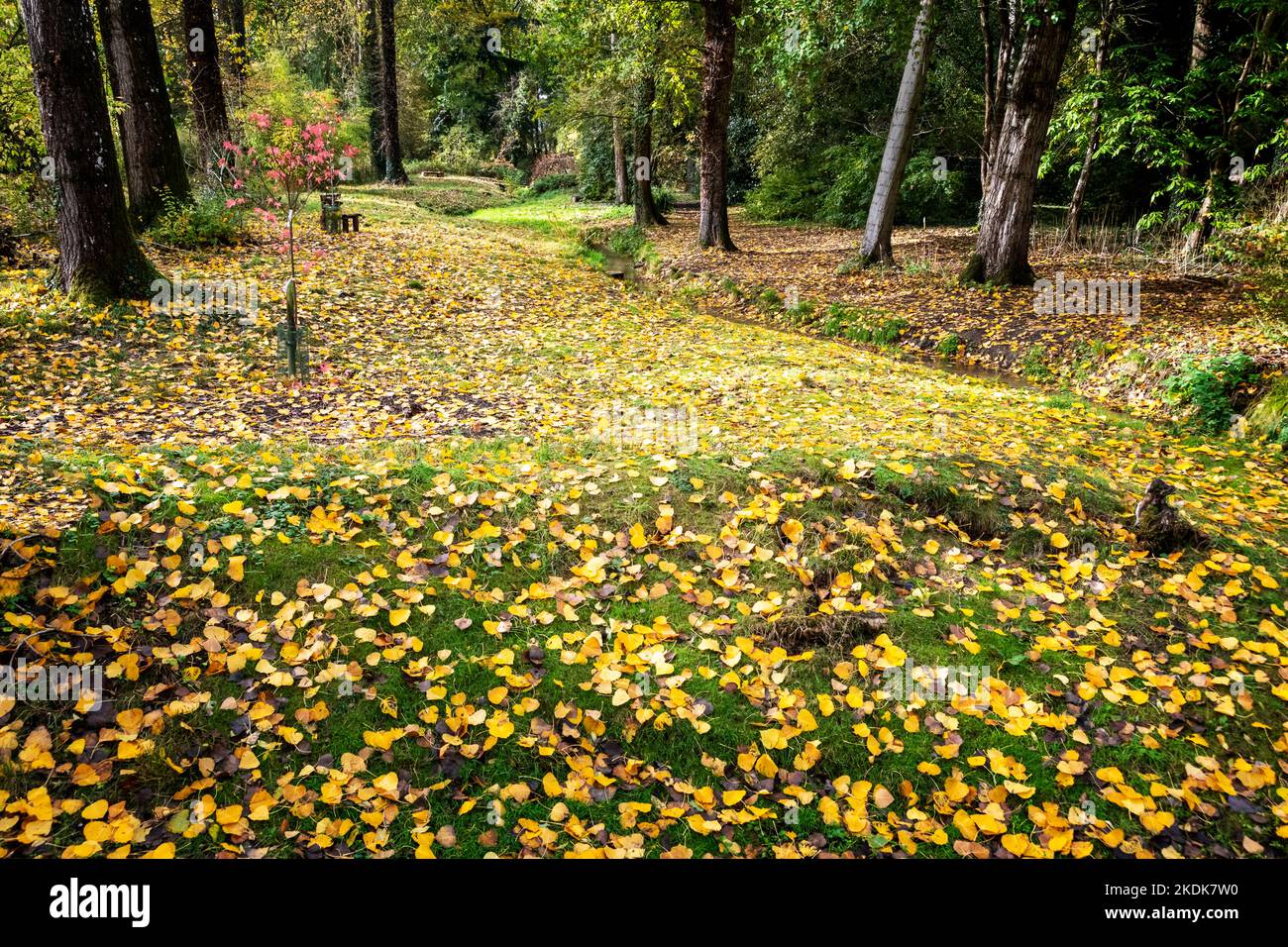 Im Herbst fallen die Blätter, wodurch ein schöner Teppich aus Gelb- und Brauntönen entsteht Stockfoto