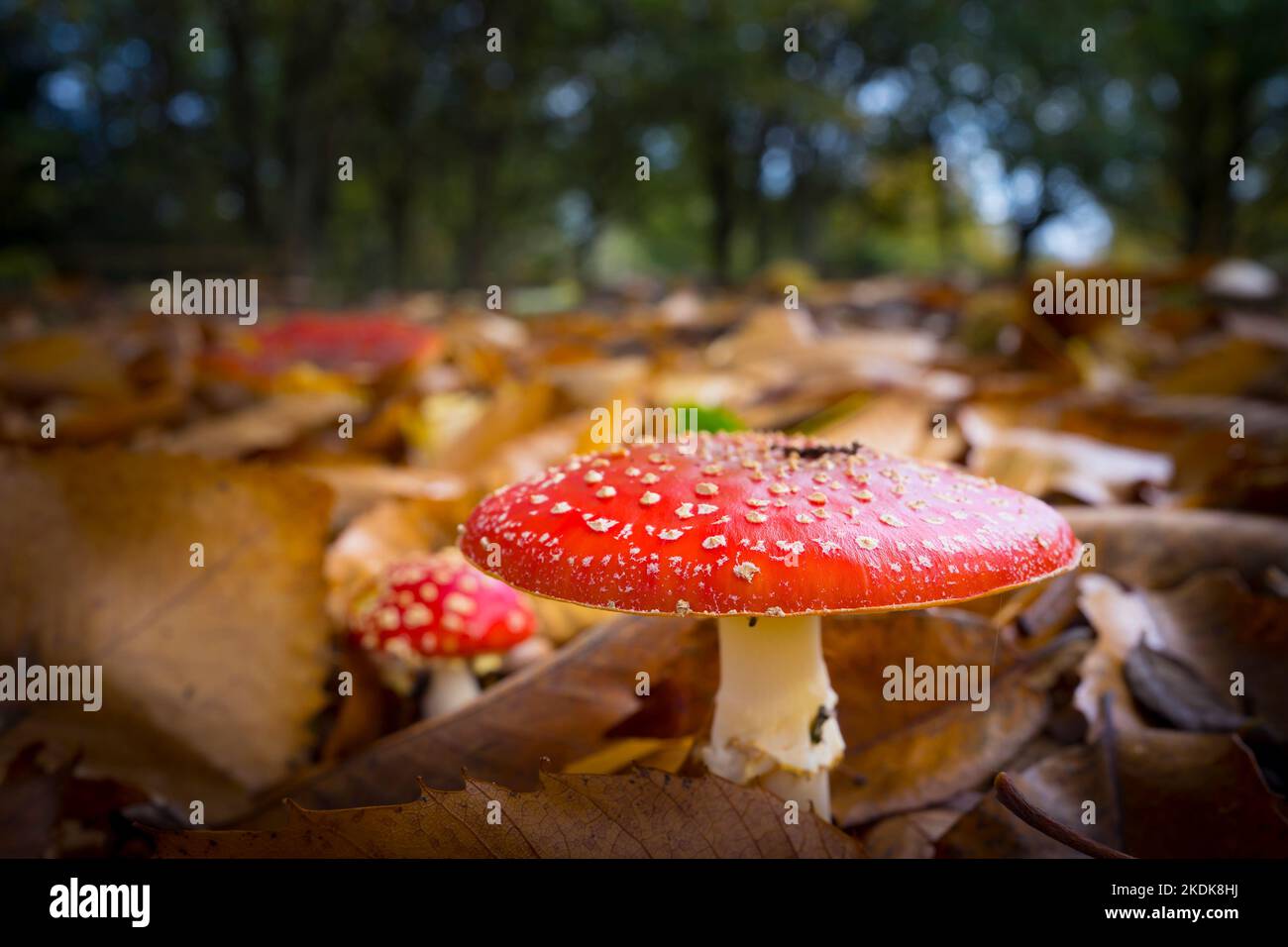 Nahaufnahme von wildrot gefleckten Fliegenpilz (Amanita mascaria), die im Herbst in britischen Wäldern wächst. Stockfoto