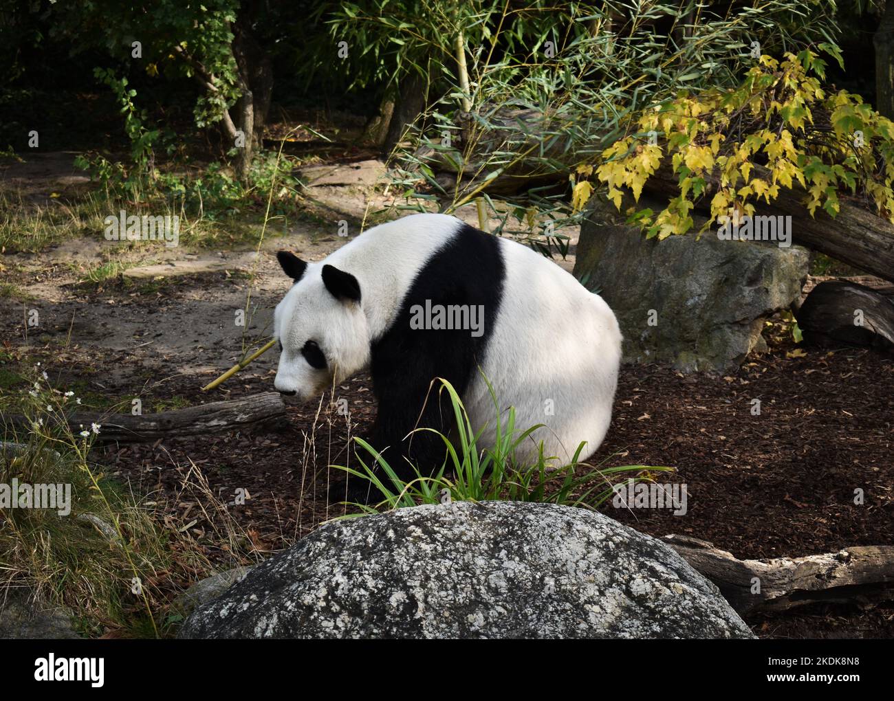 Ein riesiger Panda sitzt friedlich in der Natur Stockfoto
