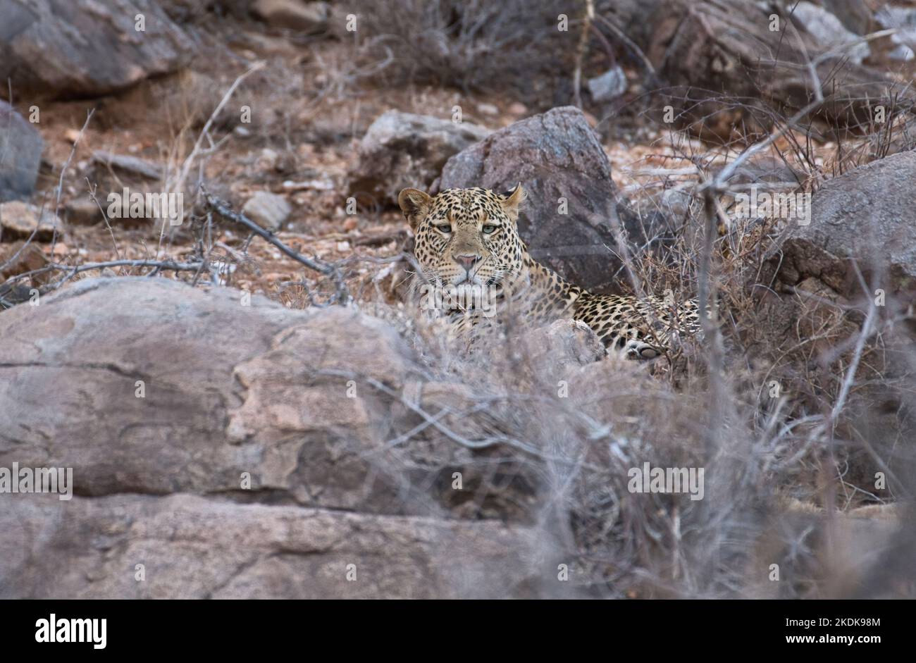 Ein großer männlicher Leopard (Panthera pardus), der felsigen Boden zur Verheimlichung nutzt Stockfoto