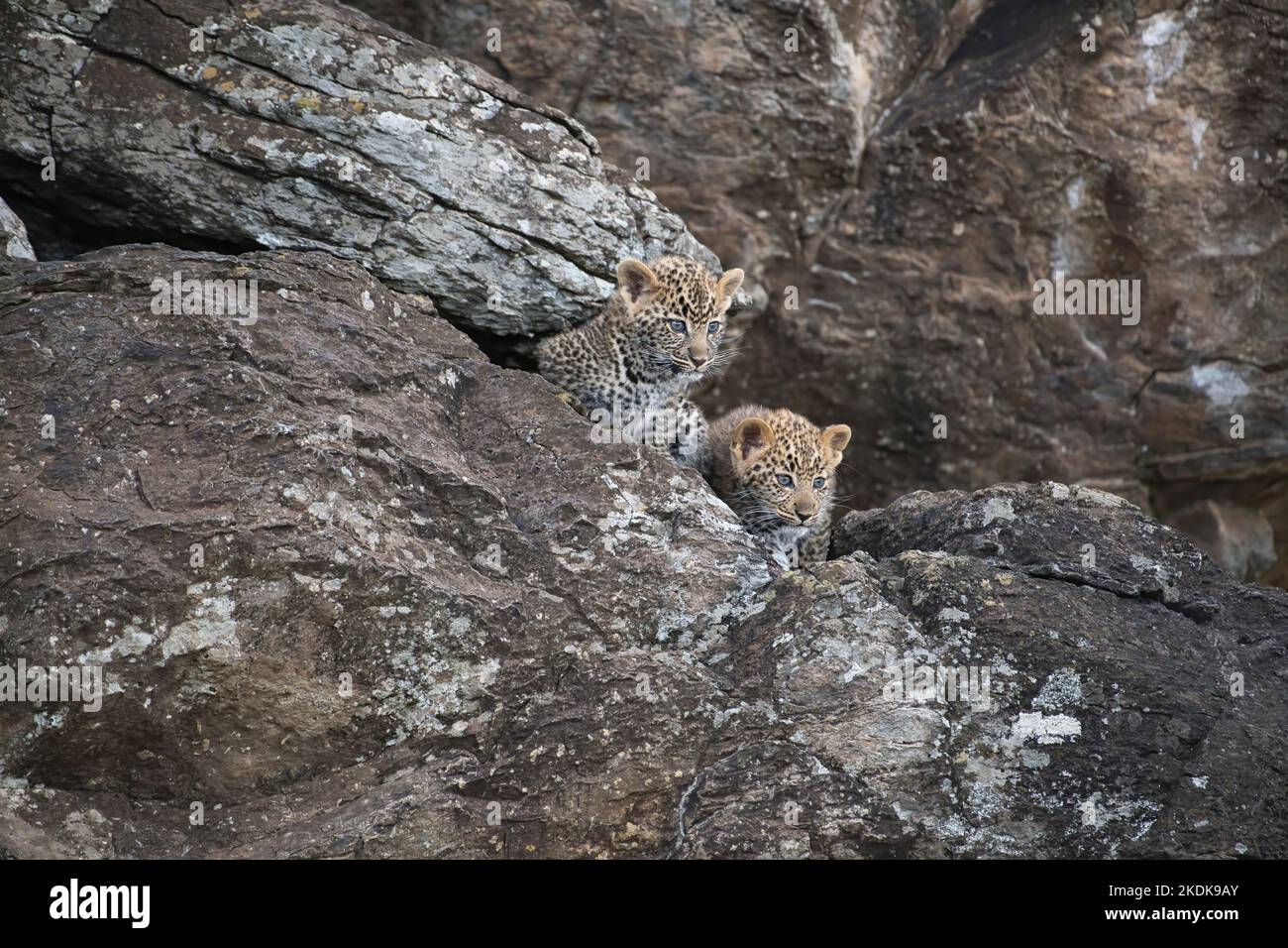 Leopard (Panthera pardus), kleine Jungen, geschätzt 10 Wochen alt, erkundet ihre felsige Höhle Stockfoto