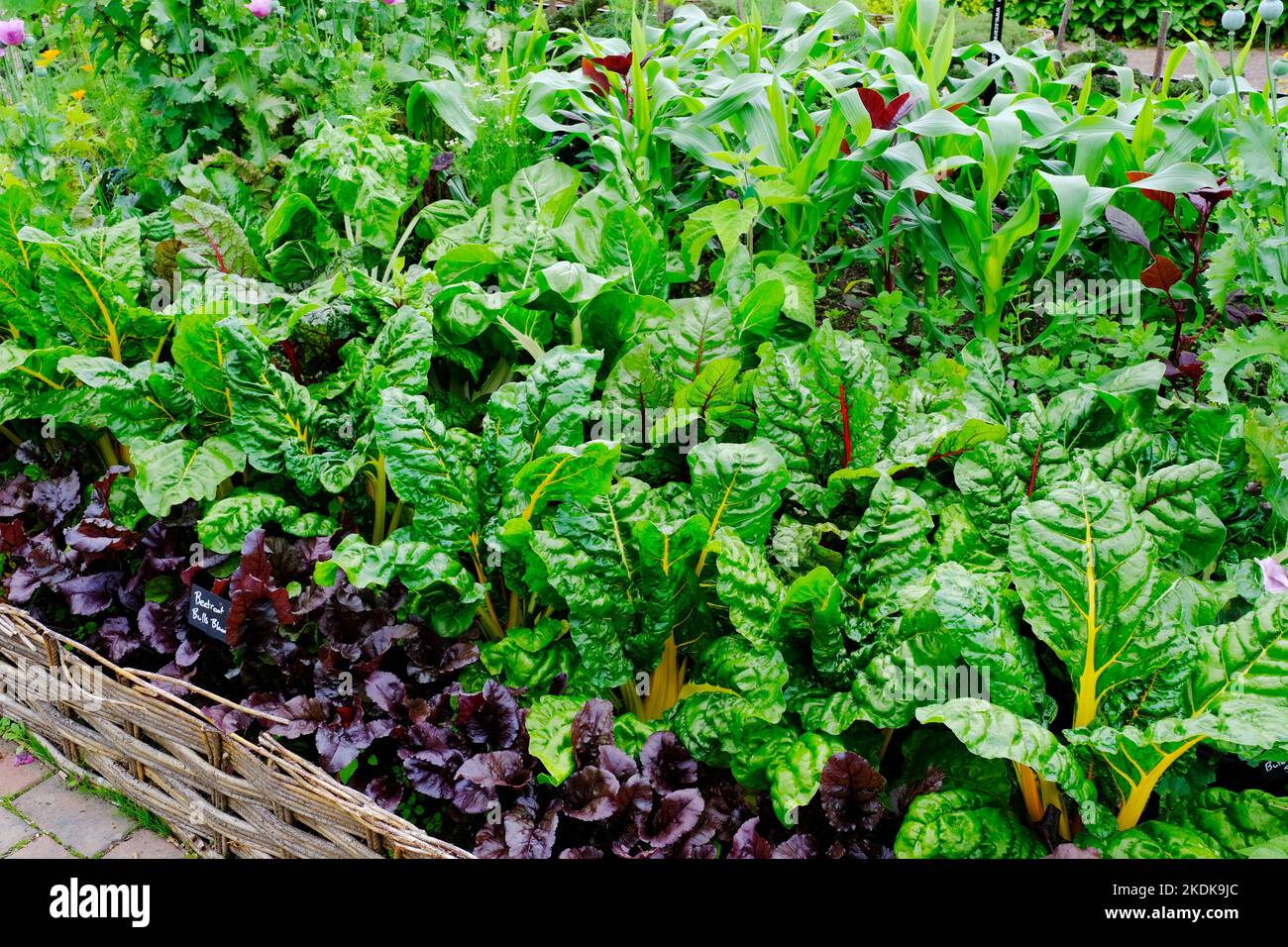 Gemüsegarten im Potager-Stil - John Gollop Stockfoto