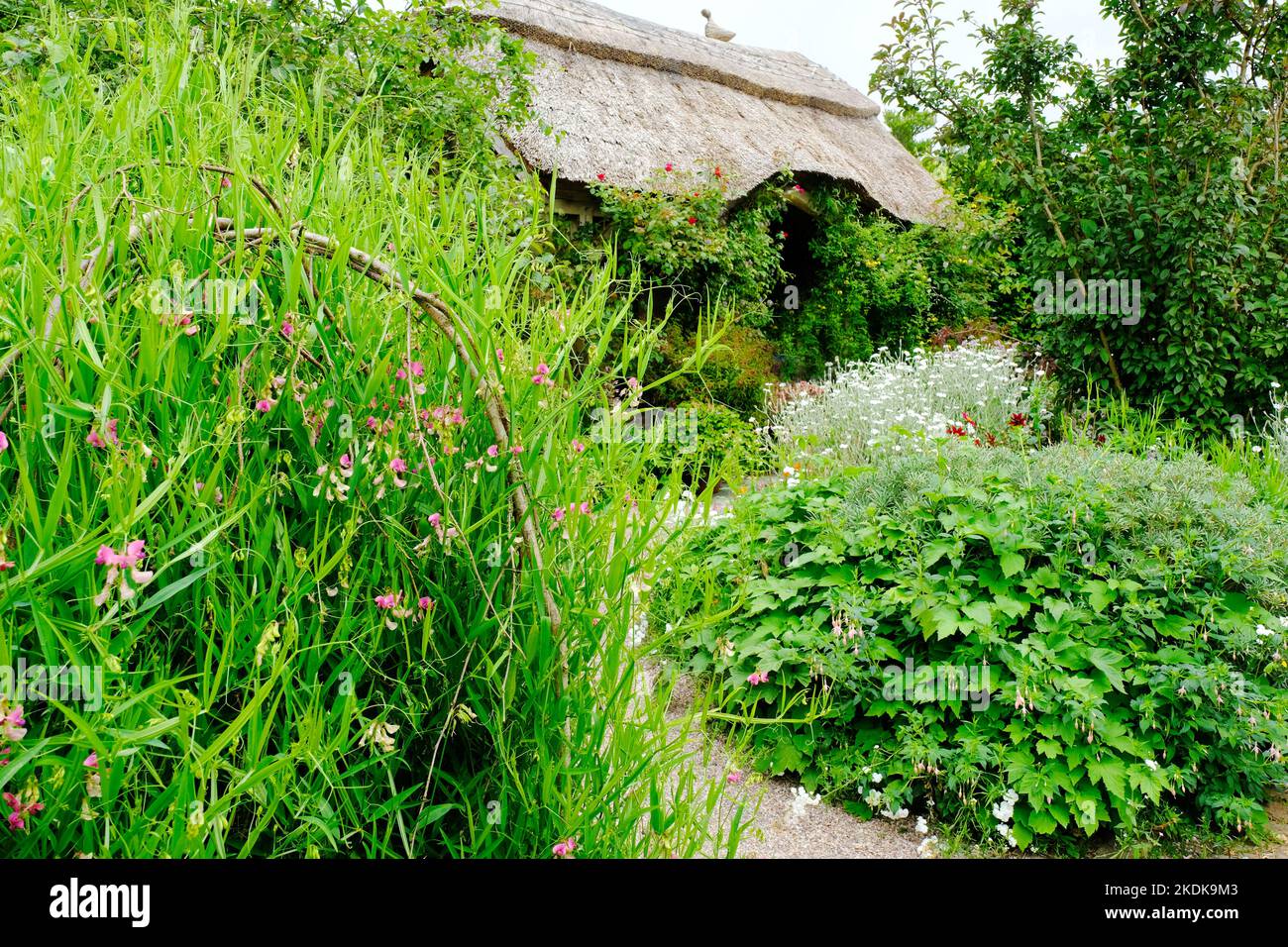 Üppige krautige Grenzen mit einem strohgedeckten Sommerhaus - John Gollop Stockfoto