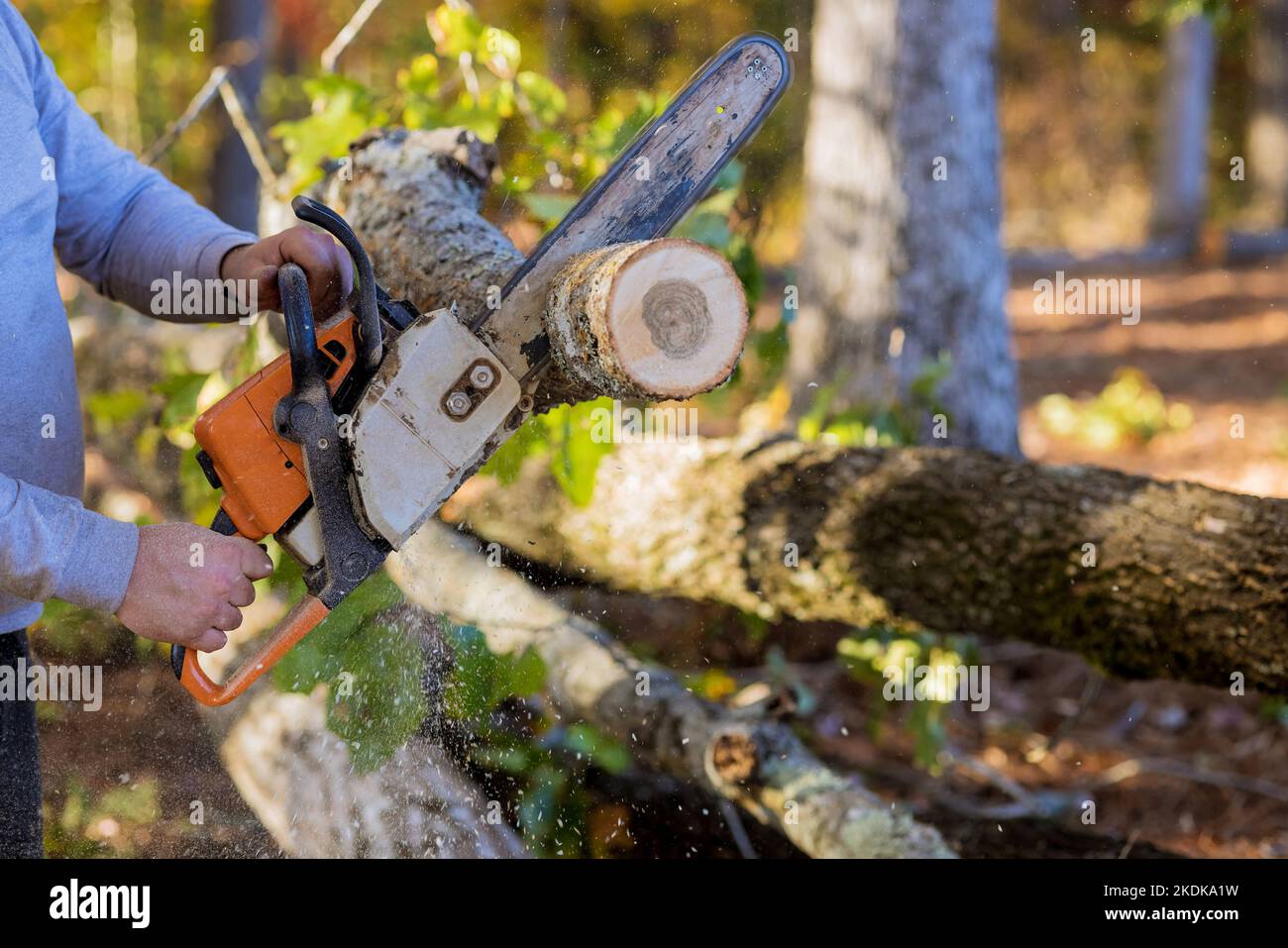 Der Mensch schneidet Bäume mit Kettensäge, während er den Wald für den Bau eines neuen Hauses freiräumt Stockfoto