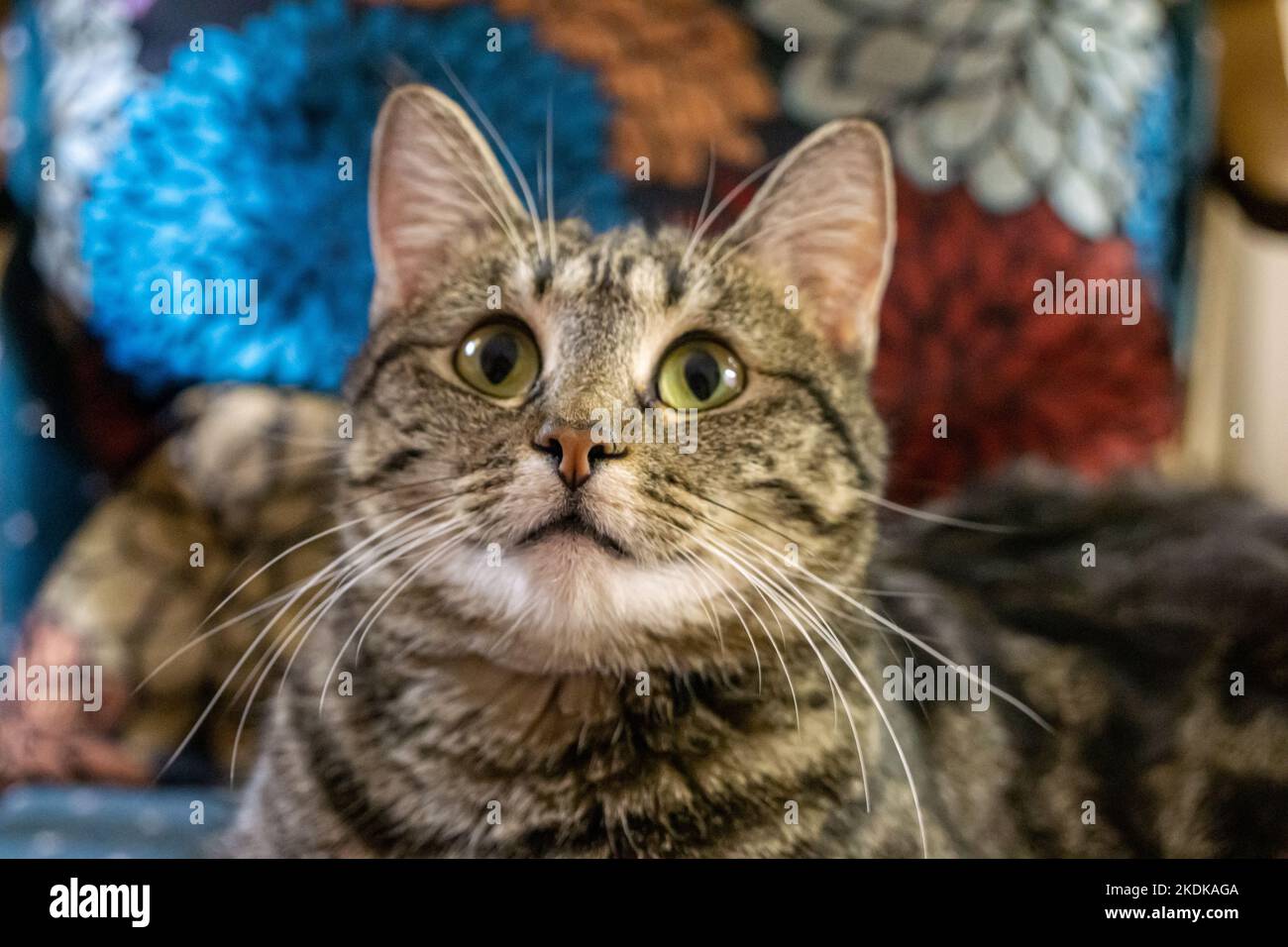 Porträt einer grau gestreiften Katze aus der Nähe mit bunten Kissen dahinter. Stockfoto