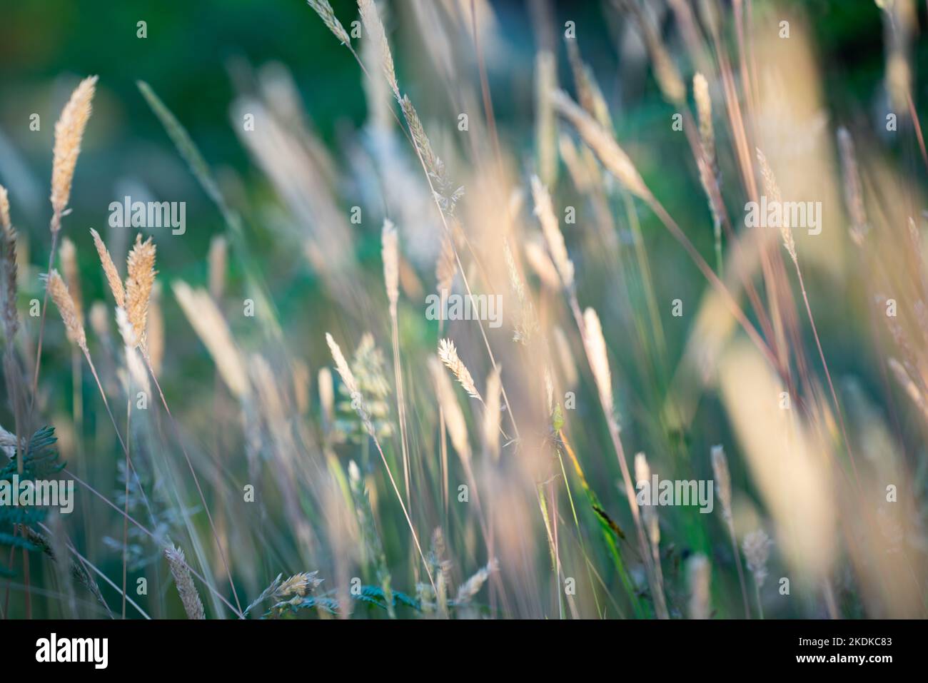 Niedrige Ansicht von Gräsern in einem englischen Landgarten im Sommer mit abendlicher Sonneneinstrahlung Stockfoto