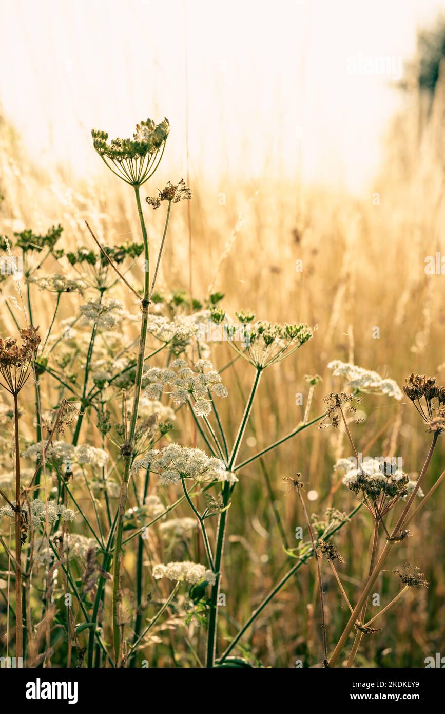 Sommergräser mit geringer Tiefenschärfe Stockfoto