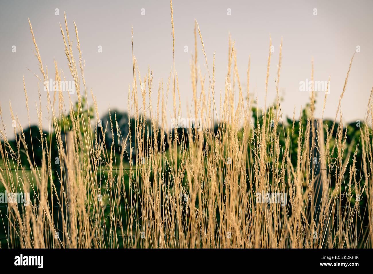 Sommergräser mit geringer Tiefenschärfe Stockfoto