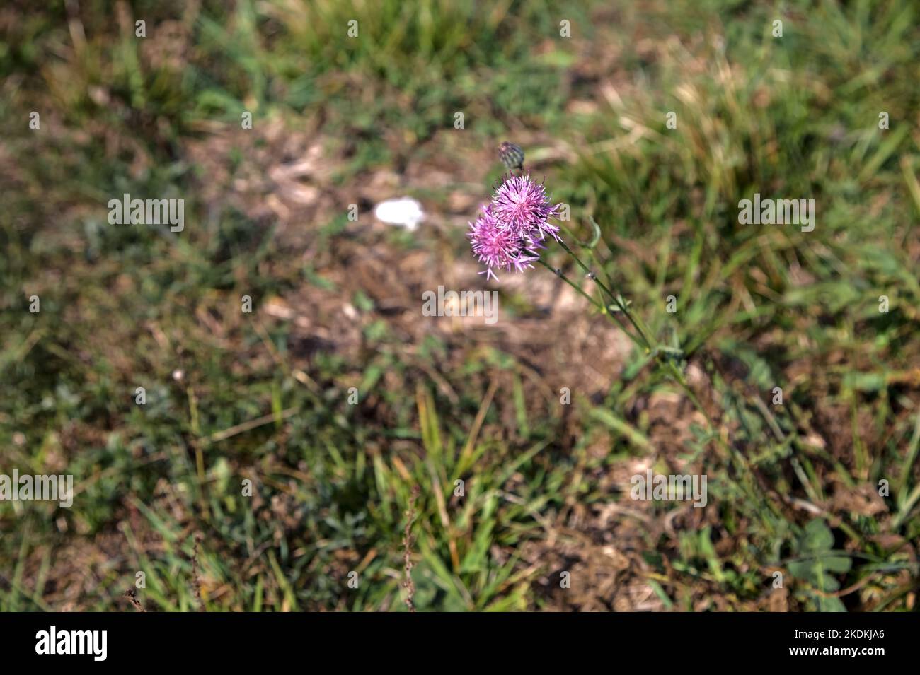 Rundkopf-Lauch an einem sonnigen Tag aus nächster Nähe Stockfoto